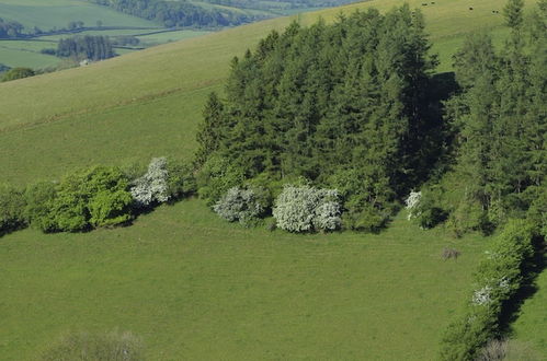 Photo 17 - Gilfach Farm Holiday Accommodation