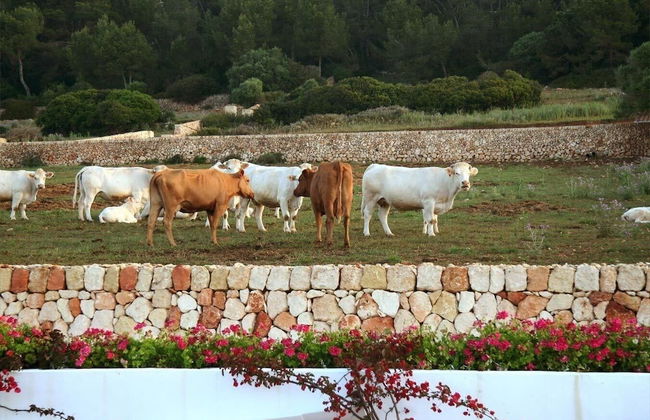 Rusticae Agroturismo Finca Atalis - Foto 41