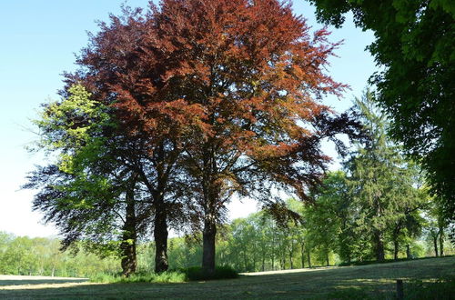 Photo 29 - Attached Gite on the Edge of the Forest