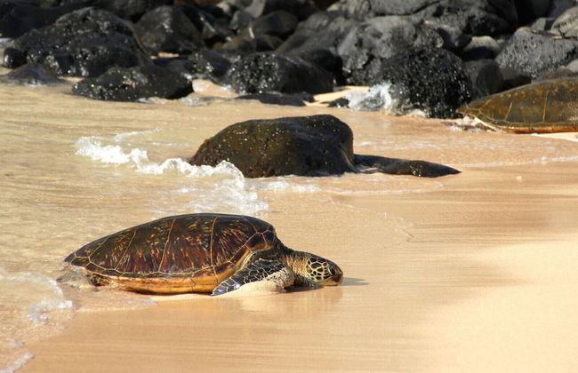 Kapalua Ridge Villas 1521 - Foto 53