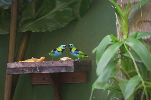 Photo 56 - Pousada Refúgio Tropical Paraty