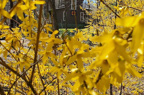 Foto 50 - The Cabins at Healing Springs