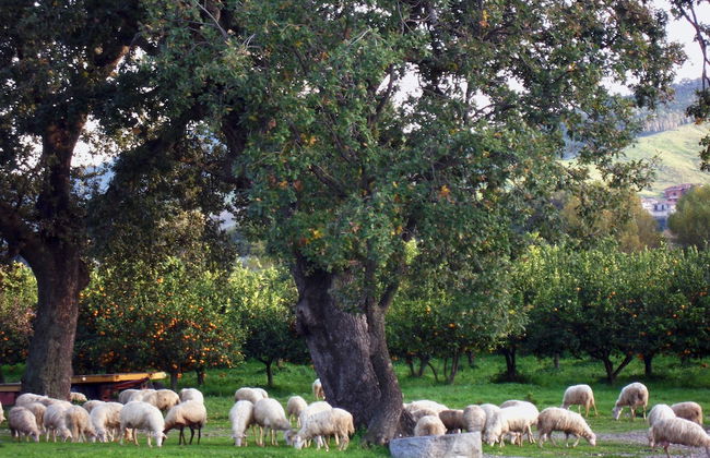 Agriturismo Modi - Foto 38