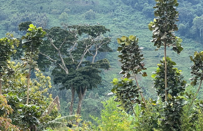 Rafiki Safari Lodge Bwindi - Foto 25