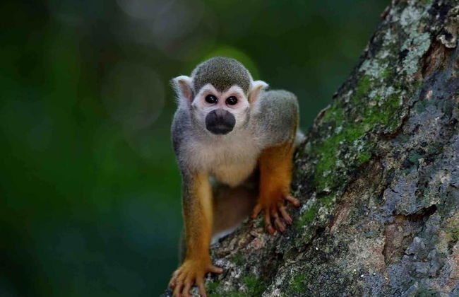 Mar & Sombra Villas - Foto 43