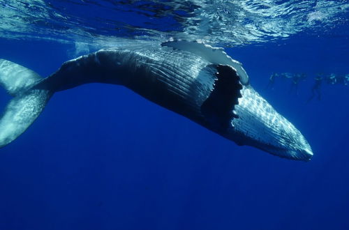 Photo 30 - Tahiti Sail and Dive