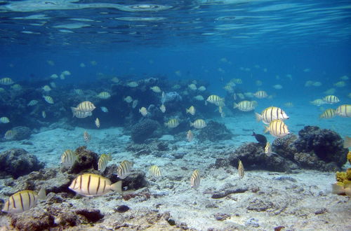 Photo 31 - Tahiti Sail and Dive