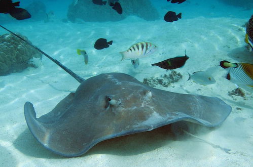 Photo 32 - Tahiti Sail and Dive