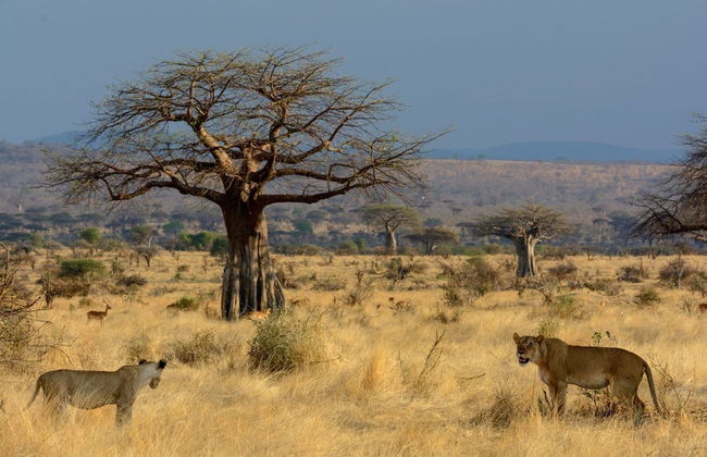 Ruaha Dream Villa - Photo 27