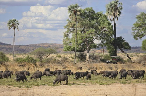 Photo 18 - Ruaha Dream Villa