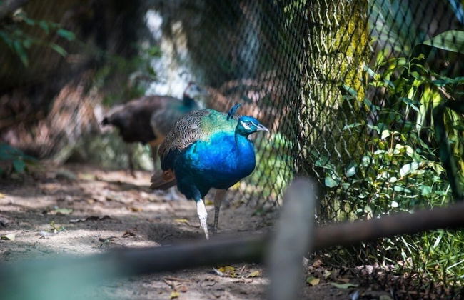 Domaine Desaubin Luxury Villas - Foto 41