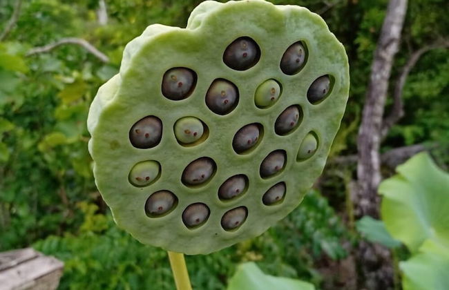 Domaine Desaubin Luxury Villas - Foto 39