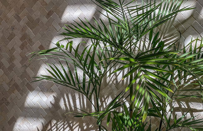 Botanique Villa & Studio - Foto 52