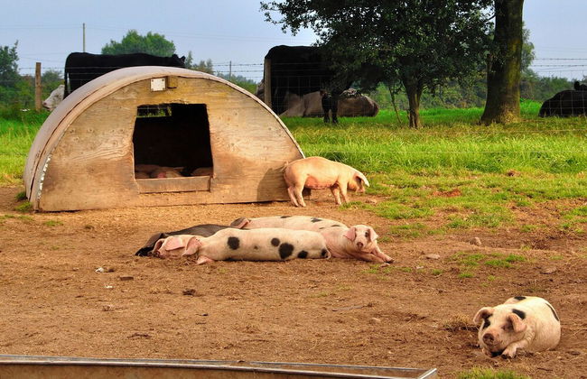 Mongolian Yurts Fordhall Organic Farm - Foto 36