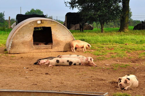 Photo 34 - Mongolian Yurts Fordhall Organic Farm