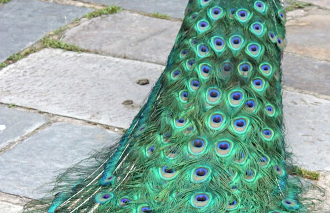 Eltham Retreat - Foto 52