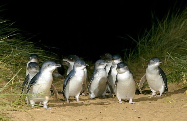 Phillip Island Towers - Foto 40