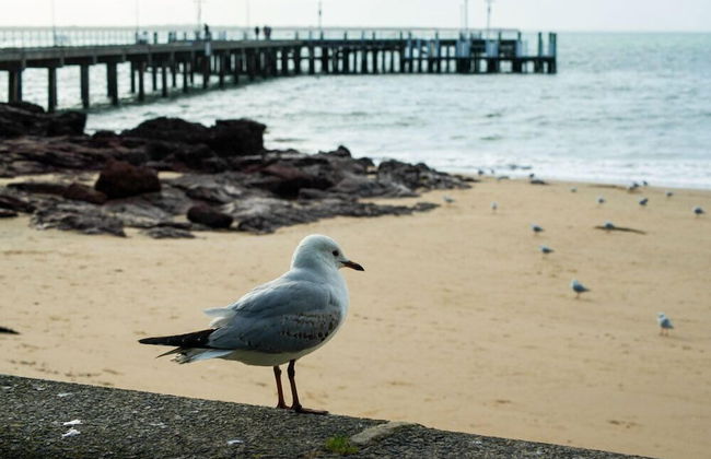 Phillip Island Towers - Foto 43