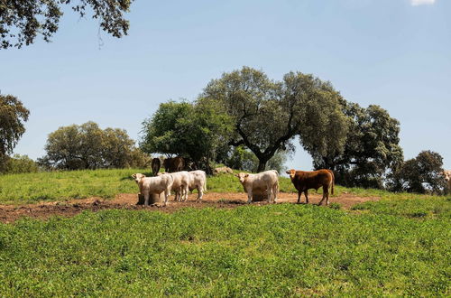 Photo 34 - Country Mansion in Montemor-o-novo Alentejo