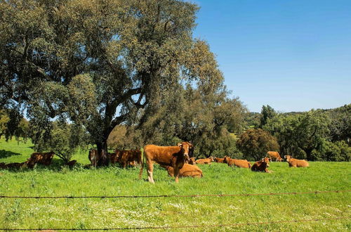 Photo 32 - Country Mansion in Montemor-o-novo Alentejo