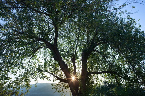 Foto 44 - Agriturismo La Vecchia Quercia