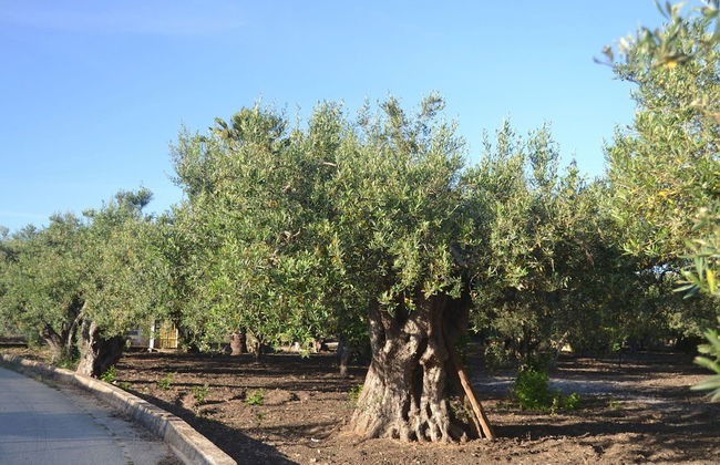 Sun-drenched Estate Close to Sciacca Near the Beach - Foto 28