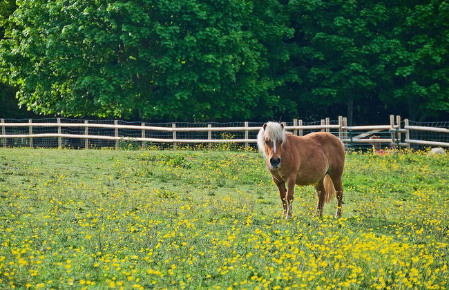 Northlands Farm & Lakes - Foto 33