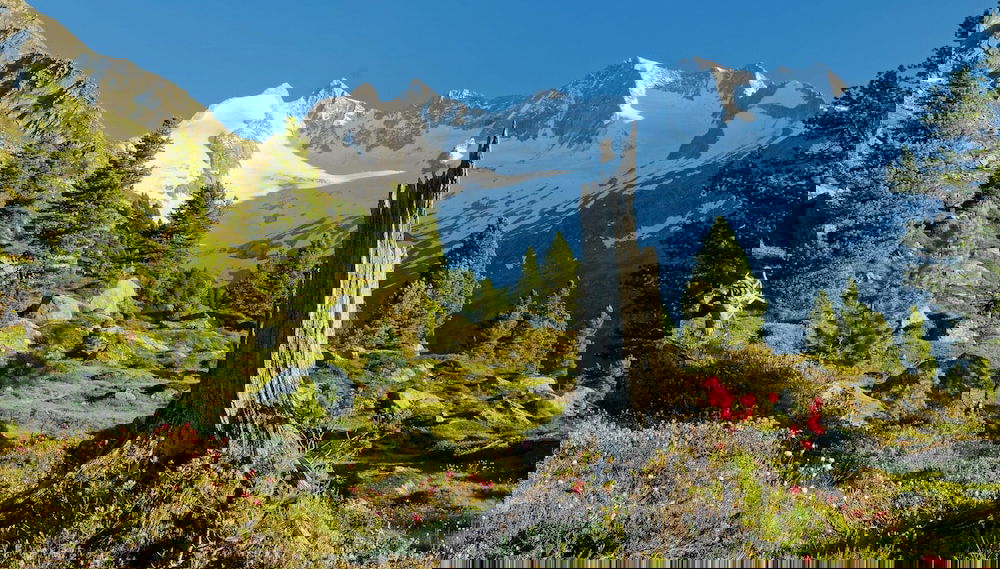 Image principale