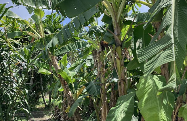 Gite Ty Koko Gadeloupe - Foto 77