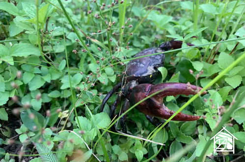 Photo 21 - Paddy Fields Haven - Natures Nest Pai