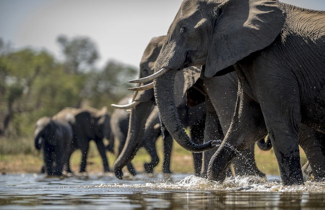 Kruger Untamed - Tshokwane River Camp - Foto 24