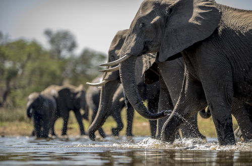 Photo 24 - Kruger Untamed - Tshokwane River Camp