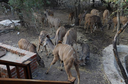 Foto 16 - Hout Huisie Self Catering Africa Bush Vacation In Marloth Park