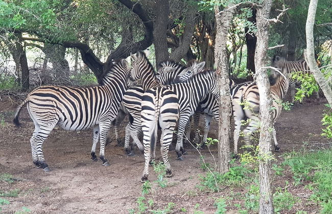 Hout Huisie Wooden House Self Catering Africa Bush Vacation In Marloth Park - Foto 18
