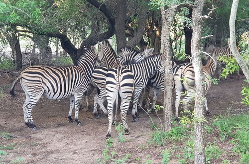 Foto 18 - Hout Huisie Wooden House Self Catering Africa Bush Vacation In Marloth Park