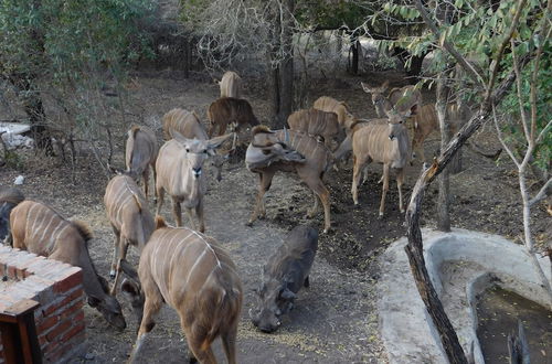 Photo 19 - Hout Huisie Wooden House Self Catering Africa Bush Vacation In Marloth Park