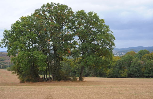 Chalet in Gerolstein Forest Holiday Park - Foto 28