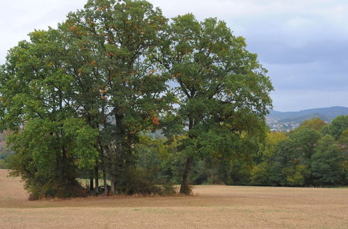 Photo 18 - Detached Bungalow With Terrace in a Wooded Area