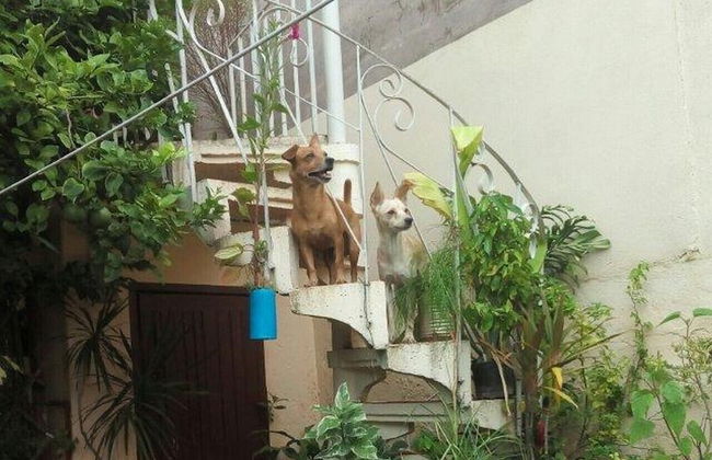 Casa Torrado 233 TRINIDAD - Foto 19