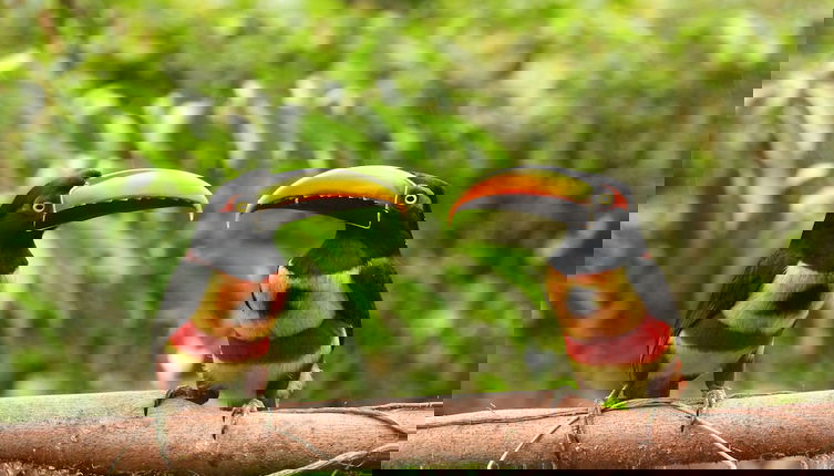 Photo 1 - Esquipulas Rainforest