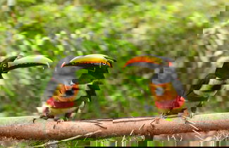 Foto 1 - Esquipulas Rainforest