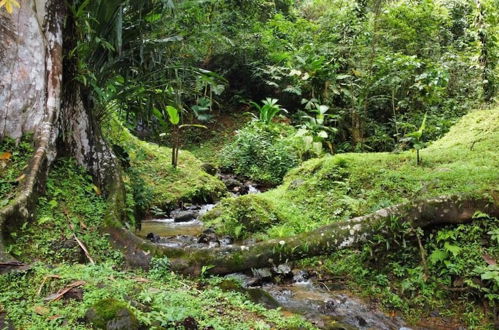 Photo 29 - Esquipulas Rainforest