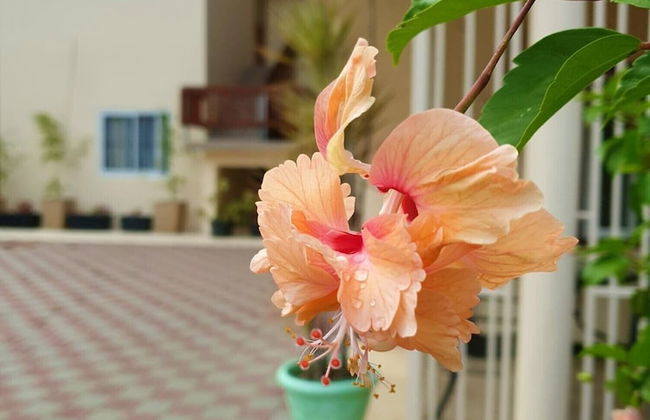 Amalia Apartments - Photo 37