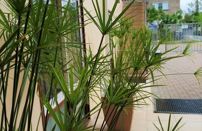 Amalia Apartments - Photo 40