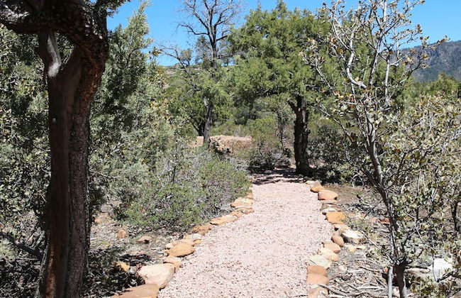 Sundial Circle Pine - Foto 34