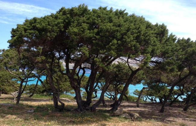 Detached Villa With Garden in Stintino - Photo 41