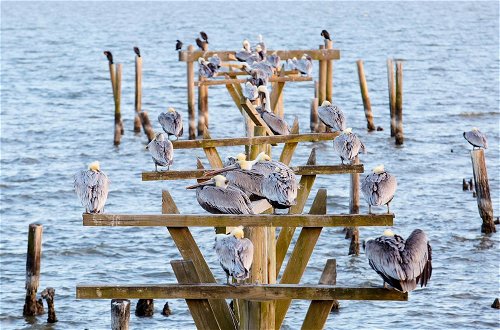 Photo 28 - Pelicans Perch - Waterfront Haven w/ Pool