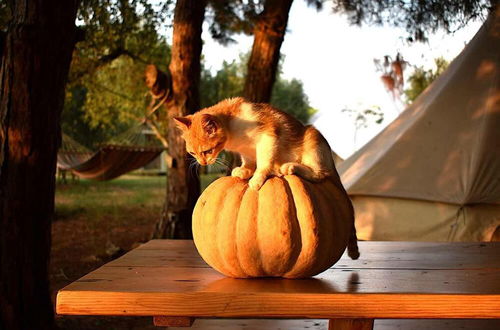 Photo 10 - Glamping at a Lovely Tent in Skiaxtro- Marathopoli