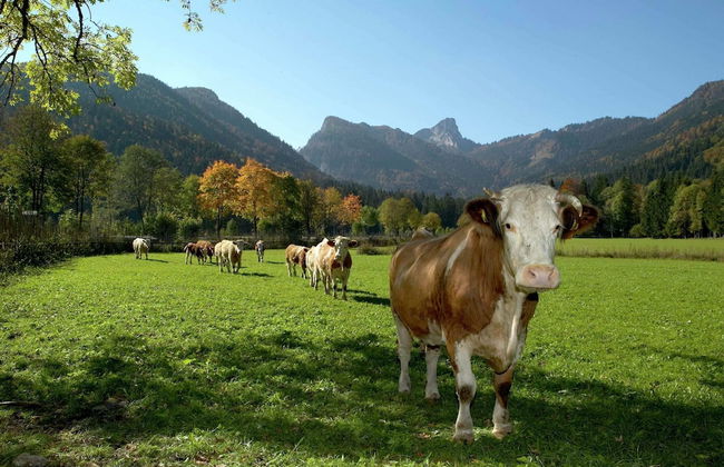 Ferienwohnung in Ruhpolding - Foto 20