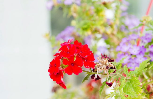 Roof garden Seaside lux Home - Foto 46